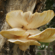 Golden Oyster Mushroom For Sale