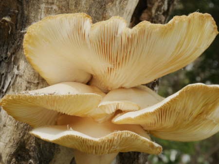 Golden Oyster Mushroom For Sale