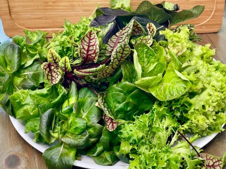 Organic Mixed Baby Lettuce Heads For Cheap