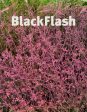 BlackFlash 37.2 Fashion