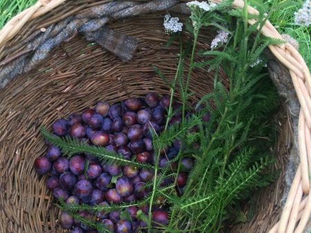 Full Day Foraging Course Voucher - posted For Discount