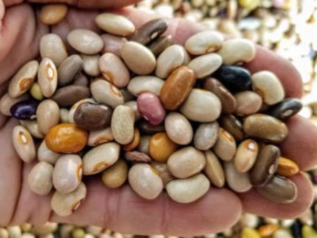 Organic Tom Phipps Beach Pebbles Beans Online now