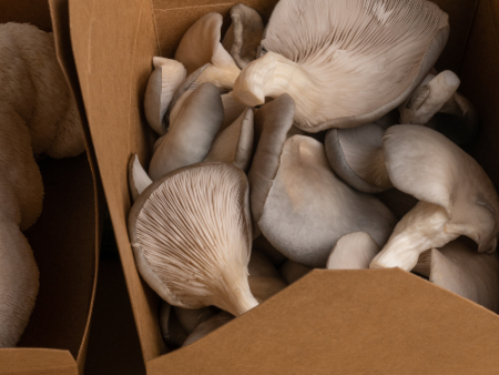 Nevada Blue Oyster Mushroom Online Sale