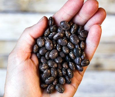 Organic Blue Moro Beans Online Sale