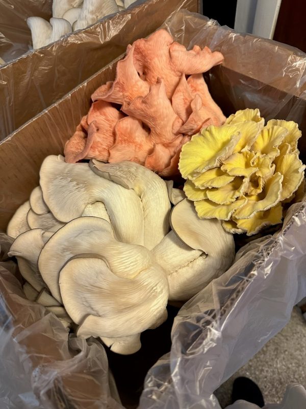 Golden Oyster Mushroom For Sale