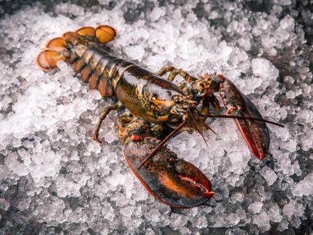 Live Maine Lobster - Approximately 2 Pounds on Sale